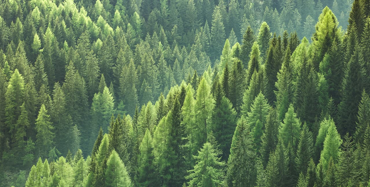 Eine Aufnahme von einem grünen Wald.
